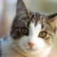 curious15cat's avatar