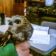 ospreywing's avatar