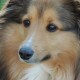 ChasetheSheltie's avatar