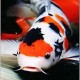 Elle's avatar