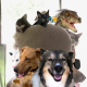 The Oceanside Animals's avatar