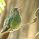 hummingsfromparadise's avatar
