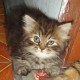 avatar Irfan