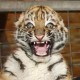 1amw1z4rd's avatar