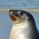 dedposh's avatar