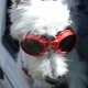 Animalcouriers's avatar