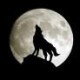 Wolf of Words's avatar
