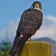 Sparrowhawk/Kārearea's avatar