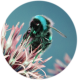jazzibee's avatar
