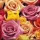 Avatar di skayrose59