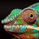 The Word Chameleon's avatar