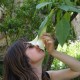 Avatar di Ossidiana