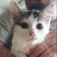 Profilbild för Crazycatlady