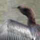 Unknown's avatar