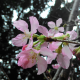 Ms Garden 花園小姐 的大頭貼