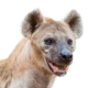 Hyena's avatar