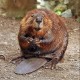 Lester Beaver Avatar