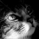 candiep20's avatar