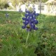 bluebonnet4 avatar