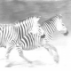 two zebras running's avatar