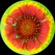 midwesternplants's avatar