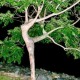 TreeHugginVamp's avatar