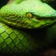 Avatar de Eidolon