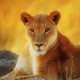 beautifullioness2016's avatar
