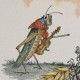 Grasshopper avatar