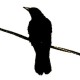 blackbirdblackbirdhandmade's avatar