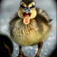 Avatar babyduckling