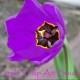 Purple Tulip Art Studio's avatar