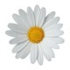 Amber's avatar