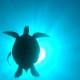 balidreamdivers's avatar