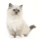 Arbre A Chat Osier Gris Zolia Kaili Cha Lux