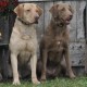 ash chesapeake bay retriever
