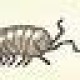 Origami Isopod's avatar