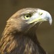 Eagle-Eyed Editor's avatar