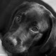 rubytheblacklabrador's avatar