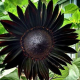Rachael Sunflower's avatar