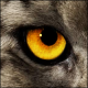 Dewin Nefol's avatar