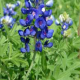 Blue Wildflower