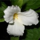 Beth@PlantPostings.com's avatar