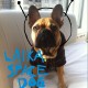 laikaspacedogpoker's avatar