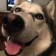 huskies4us's avatar