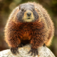 Vanmarmot's Travels's avatar