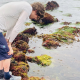Digital Tide Pool's avatar