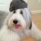 snoopys@snoopysdogblog's avatar