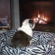 My Sweet Dog Life's avatar