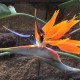 Snowbird of Paradise's avatar